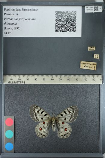 Media type: image;   Entomology 174632